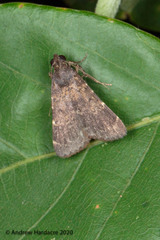 Hydrillodes lentalis