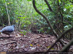 Leucosarcia melanoleuca