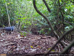 Leucosarcia melanoleuca