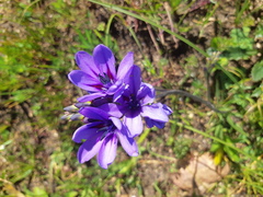 Babiana angustifolia