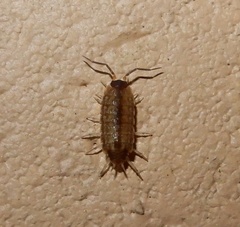 Holoverticata