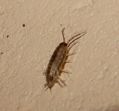 Holoverticata