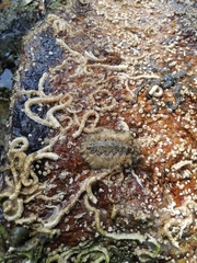 Acanthochitona crinita