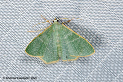Pelagodes antiquadraria