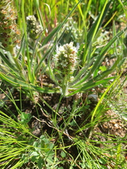 Echiostachys incanus