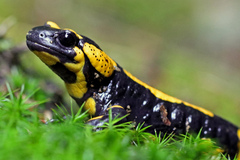 Salamandra salamandra