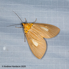 Asota plaginota