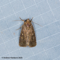 Spodoptera cilium