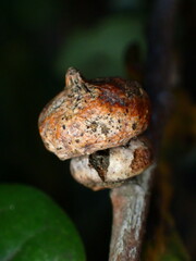 Heteroecus sanctaeclarae