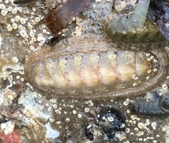Ischnochiton cariosus