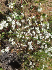 Aizoon sarmentosum
