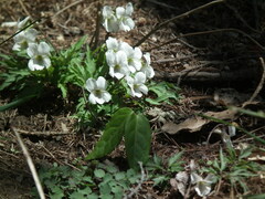 Viola chaerophylloides
