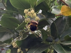 Bombus terrestris
