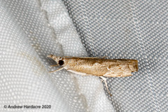 Culladia hastiferalis