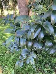 Ligustrum lucidum
