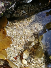 Clibanarius erythropus