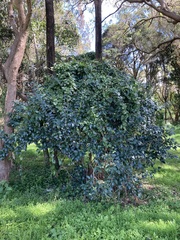 Ligustrum lucidum