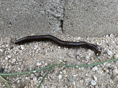 Orthoporus