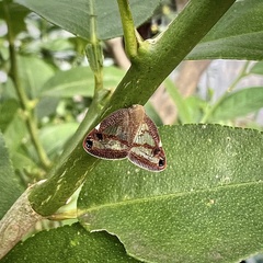 Parapiromis translucida