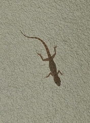 Cyrtopodion scabrum