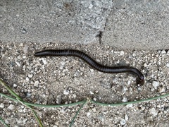 Orthoporus