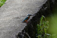 Alcedo atthis