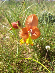 Gladiolus alatus