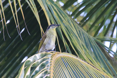 Gavicalis versicolor