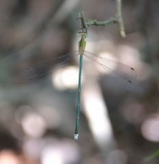 Lestes elatus