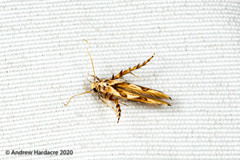 Stathmopoda stimulata
