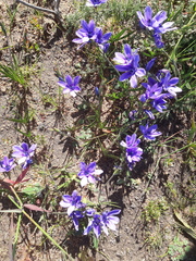 Babiana angustifolia