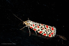 Utetheisa lotrix