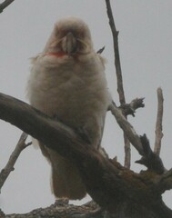 Cacatua tenuirostris