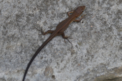 Takydromus tachydromoides