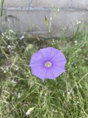 Ipomoea ternifolia leptotoma