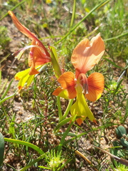 Gladiolus alatus