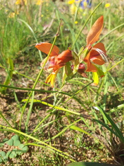 Gladiolus alatus