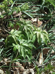 Lilium tsingtauense