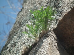 Carlesia sinensis