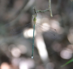 Lestes elatus