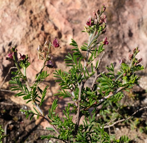 Lessertia rigida