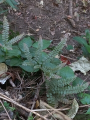 Adiantum hispidulum