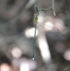 Lestes elatus