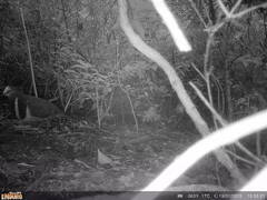 Leucosarcia melanoleuca