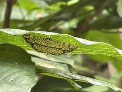 Haritalodes derogata