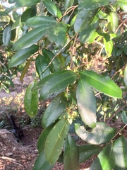 Syzygium moorei