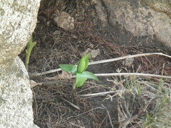 Lilium tsingtauense