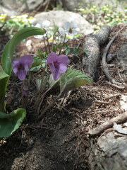 Viola rossii