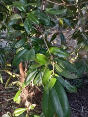 Syzygium moorei