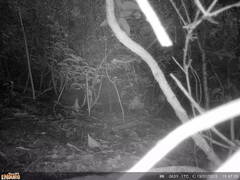 Leucosarcia melanoleuca